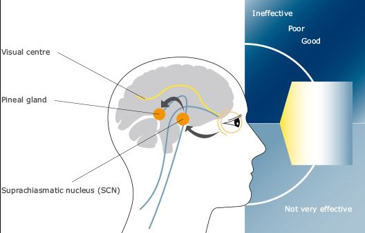 Tác động của ánh sáng đến sức khỏe con người